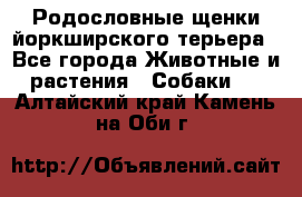 Родословные щенки йоркширского терьера - Все города Животные и растения » Собаки   . Алтайский край,Камень-на-Оби г.